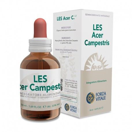 Acer Campestre Field Maple 50 ml Acer Campestre Field Maple 50 ml
