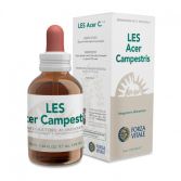 Acer Campestre Field Maple 50 ml Acer Campestre Field Maple 50 ml